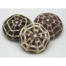 Alphonse Tartan Sea Urchin Shell