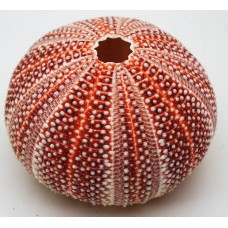 Cornish Carnival Sea Urchin Shell
